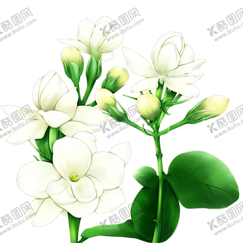 编号：32892106181002035572【酷图网】源文件下载-茉莉花国风清新插画背景素材