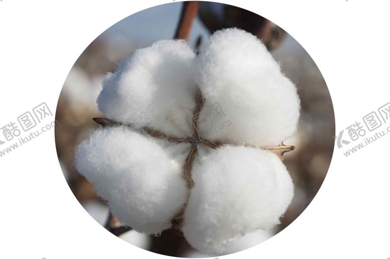编号：28860610112112137045【酷图网】源文件下载-棉花