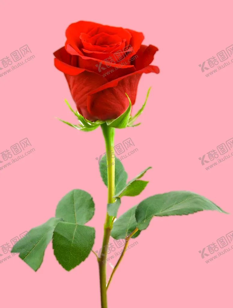 编号：76174810240058094788【酷图网】源文件下载-玫瑰花