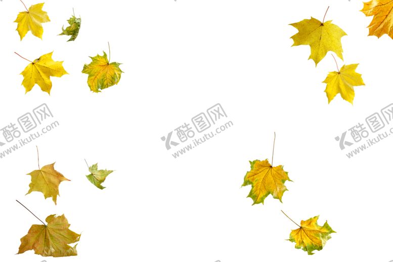 编号：63863310012044309160【酷图网】源文件下载-枫叶