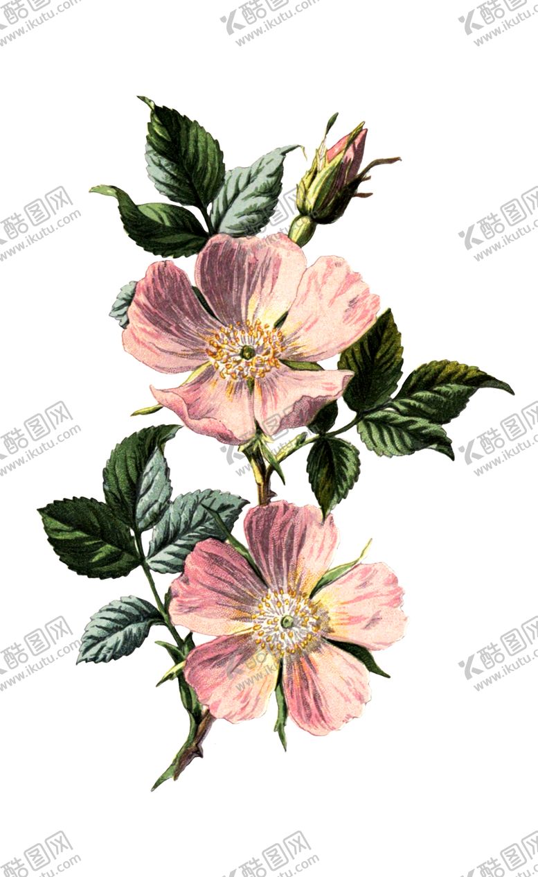 编号：91011307121538266848【酷图网】源文件下载-复古鲜花植物装饰图案