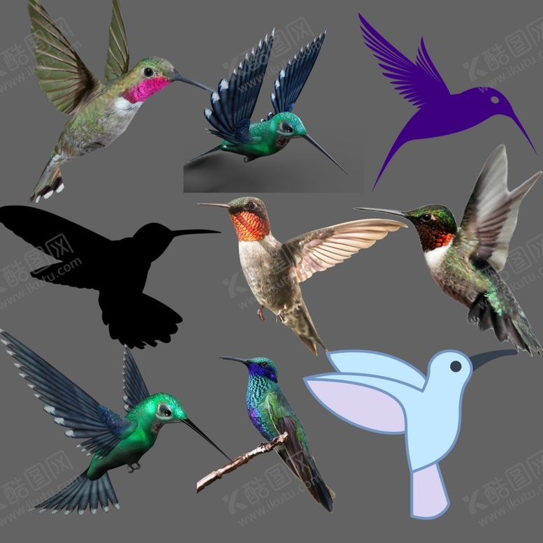 编号：65200310072138506633【酷图网】源文件下载-蜂鸟png免扣图片