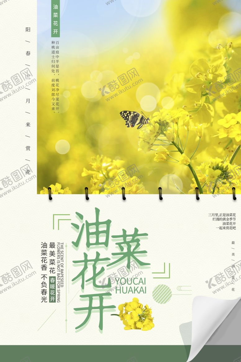编号：73971407071002546265【酷图网】源文件下载-油菜花