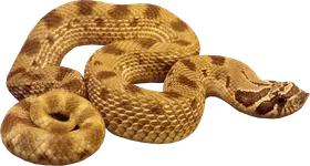 辣味猪鼻冲