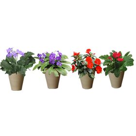 绿色植物