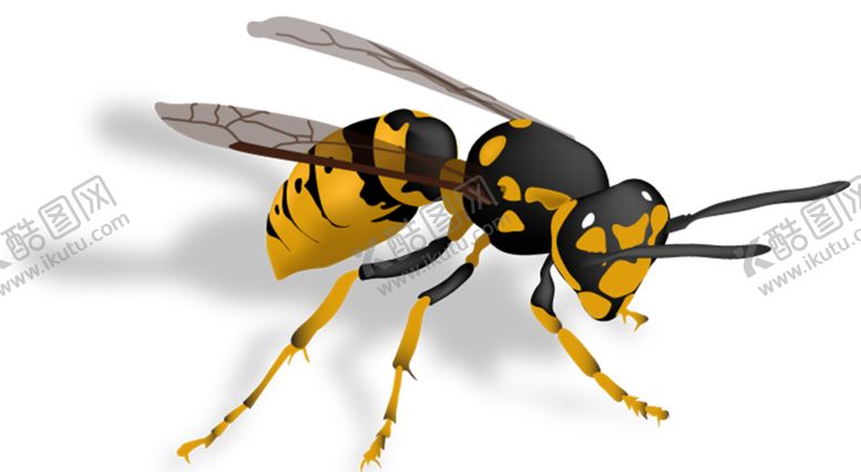 编号：65104209270037566355【酷图网】源文件下载-黄蜂
