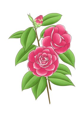 手绘插画花朵鲜花花卉植物