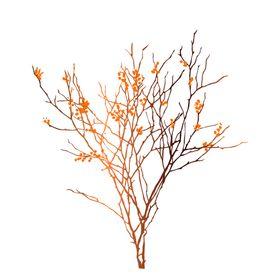 免抠背景干花枯花