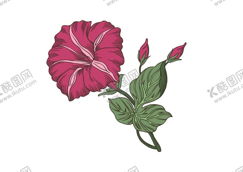 编号：38166110090341535502【酷图网】源文件下载-手绘牵牛花鲜花分层素材