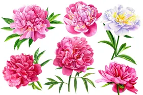 水彩花卉素材其他