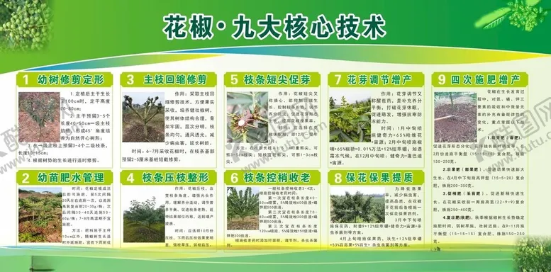 编号：24280302150743136260【酷图网】源文件下载-花椒