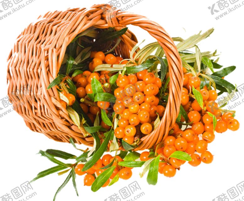 编号：66335409160526415231【酷图网】源文件下载-沙棘