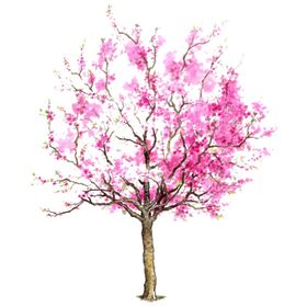 樱花装饰素材