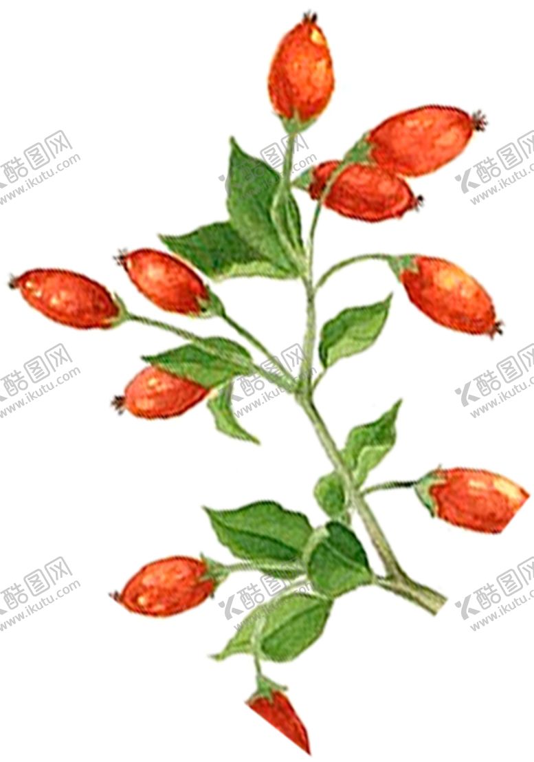 编号：22653710090448508358【酷图网】源文件下载-手绘枸杞