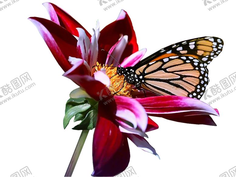 编号：87586609190334372416【酷图网】源文件下载-鲜花素材