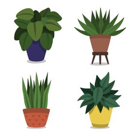 盆栽卡通绿植花卉花草绿色植物