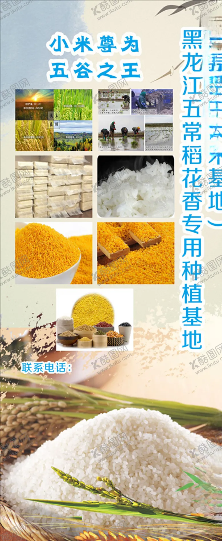 编号：11419910110754515391【酷图网】源文件下载-大米展架