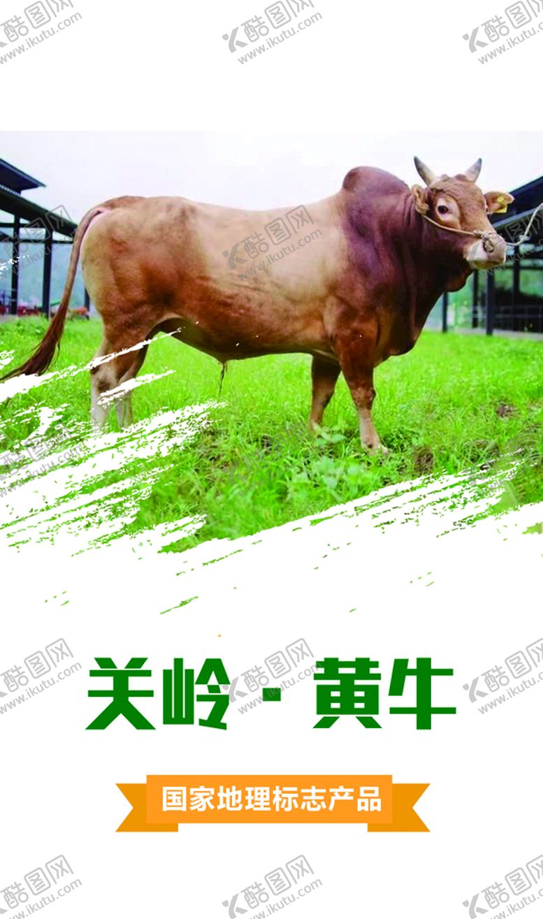 编号：58609109191121099316【酷图网】源文件下载-关岭黄牛