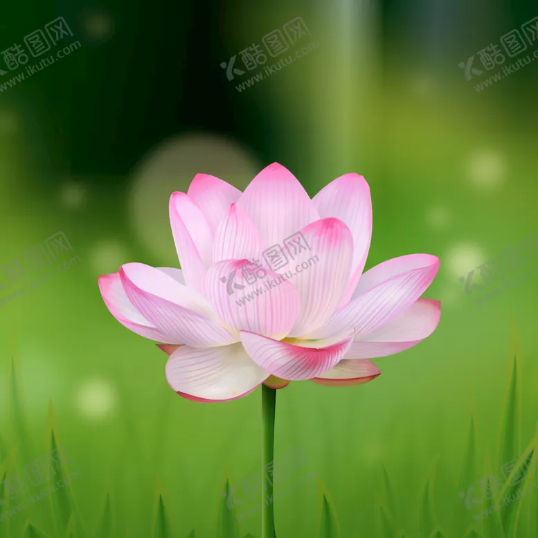 编号：41027909160536432803【酷图网】源文件下载-逼真荷花插画