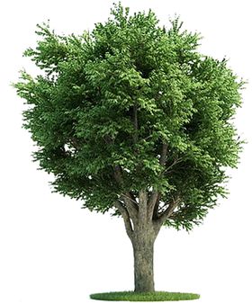 绿色植物