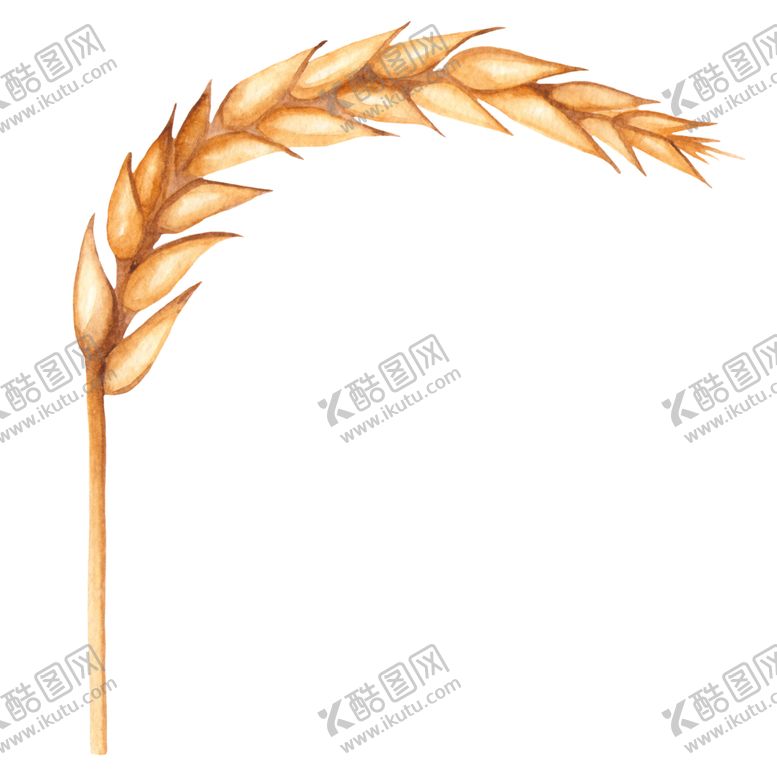 编号：47246410191425418110【酷图网】源文件下载-水彩小麦