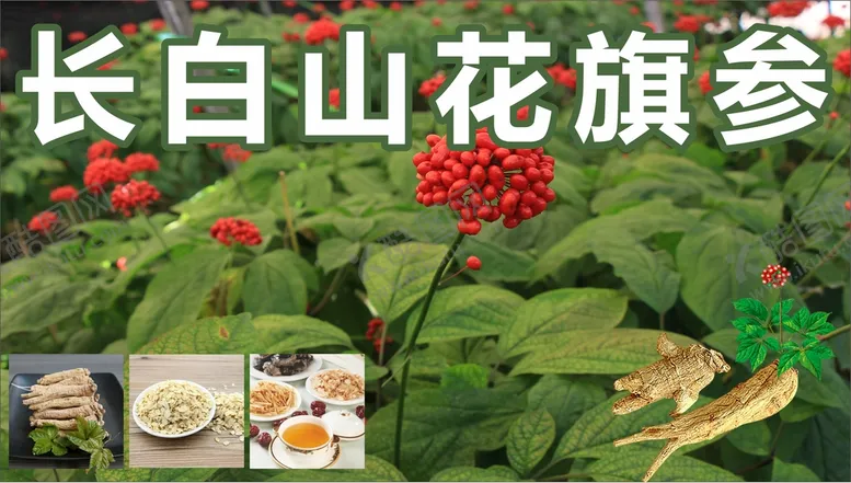 编号：57514910251302242905【酷图网】源文件下载-花旗参