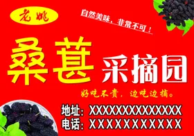 桑葚采摘园
