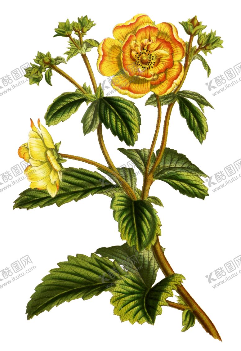 编号：57135810300813231656【酷图网】源文件下载-复古鲜花主题装饰图案