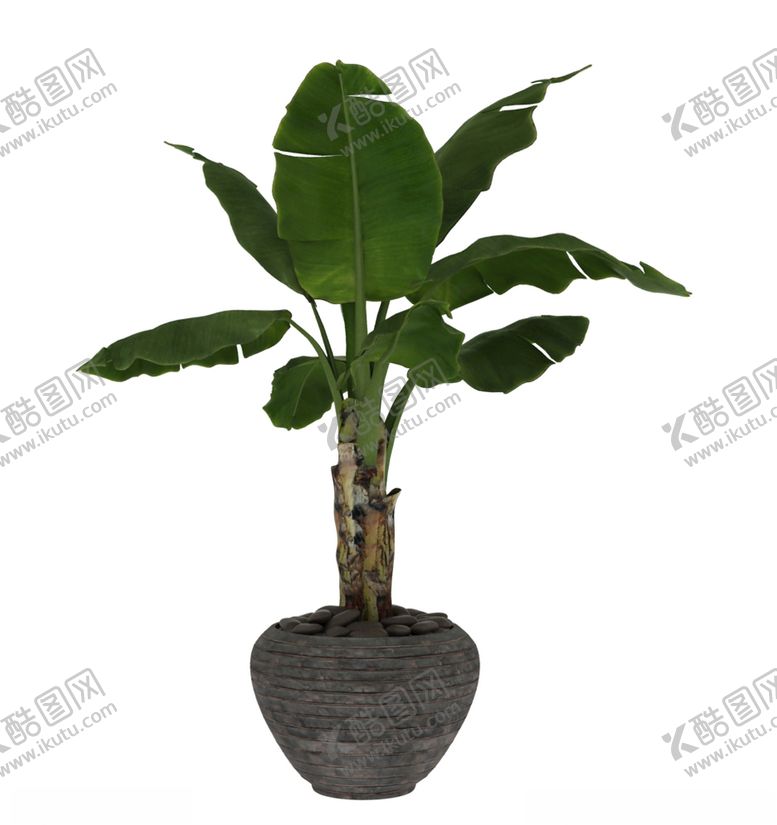 编号：34619910062052543771【酷图网】源文件下载-芭叶植物3d模型