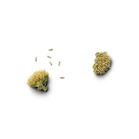 鲜花干花元素