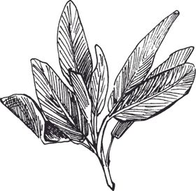 素描鲜花