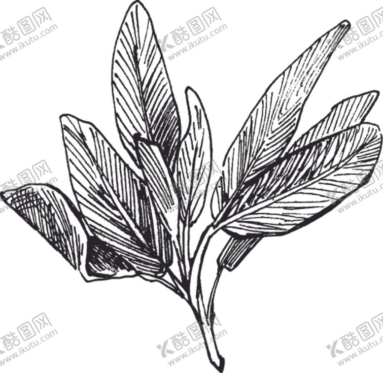 编号：98706806250803077033【酷图网】源文件下载-素描鲜花