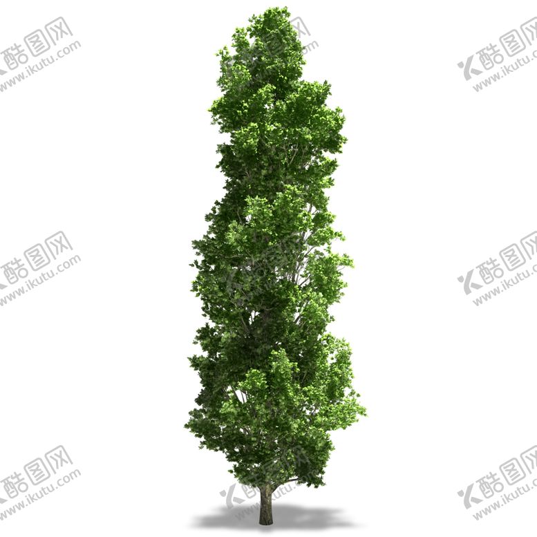 编号：85893210281050331310【酷图网】源文件下载-水杉