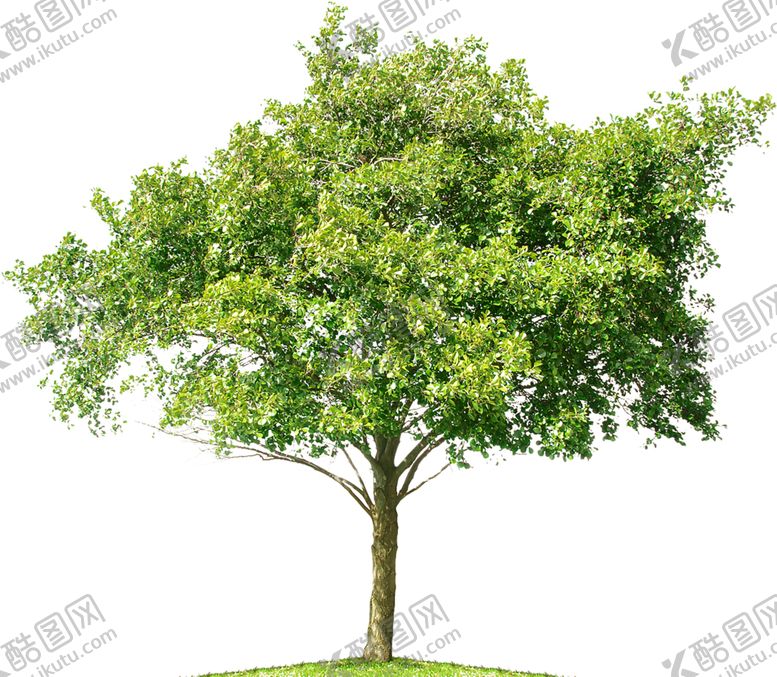 编号：32034109250835012008【酷图网】源文件下载-绿色装饰