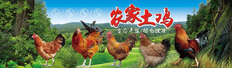 编号：91843010041807126743【酷图网】源文件下载-土鸡
