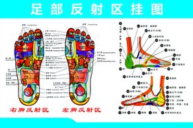 脚底穴位图海报