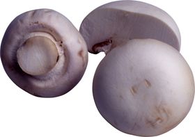 蘑菇