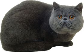 可爱动物小猫咪猫猫咪呆