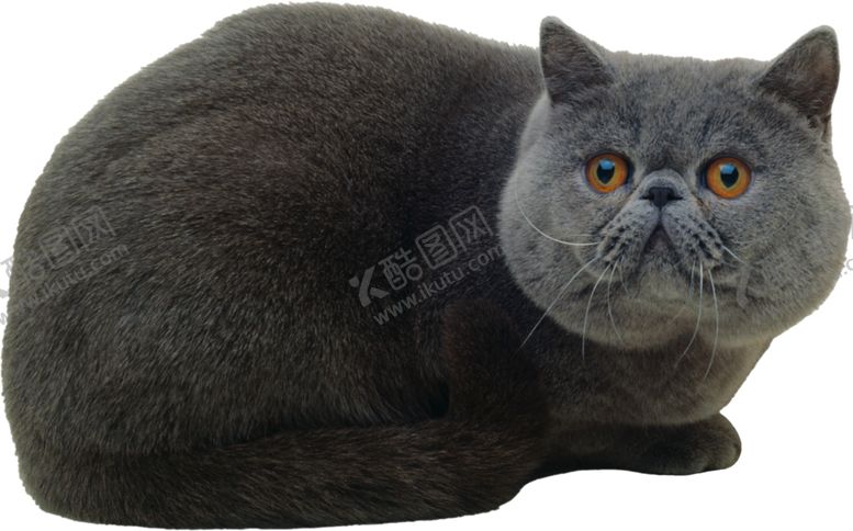 编号：20992607040106337454【酷图网】源文件下载-可爱动物小猫咪猫猫咪呆