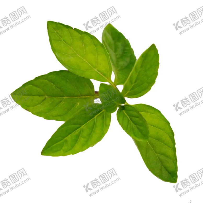 编号：46034407040411224580【酷图网】源文件下载-薄荷植物元素