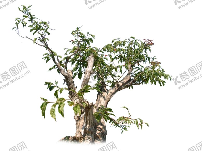 编号：53145110310458405128【酷图网】源文件下载-枯木逢春