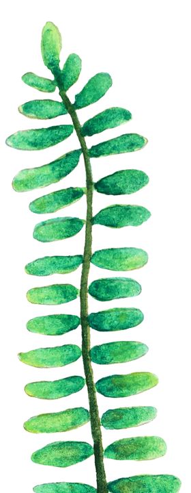 清新水彩植物树叶插画