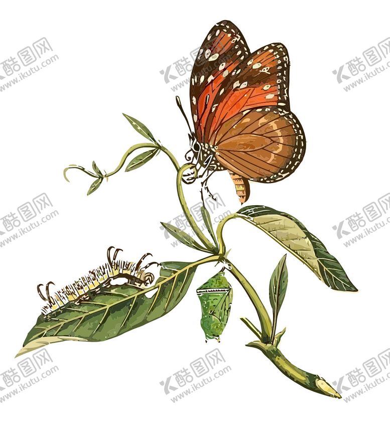 编号：21303309081414168901【酷图网】源文件下载-蝴蝶与昆虫栖于绿叶间