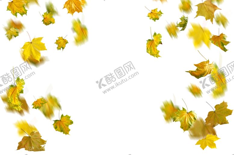 编号：98430810300010584295【酷图网】源文件下载-枫叶
