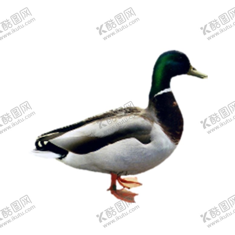 编号：76538609221206235692【酷图网】源文件下载-鸭子