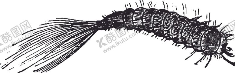 编号：99443010040927245465【酷图网】源文件下载-自然昆虫标本插画