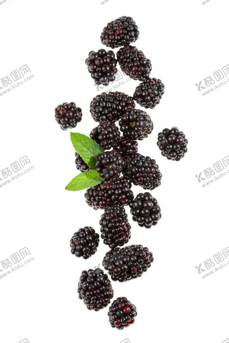 编号：85049307071442491102【酷图网】源文件下载-桑葚