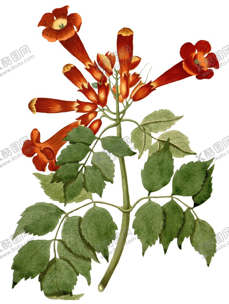 编号：82990209180429499791【酷图网】源文件下载-复古鲜花主题装饰图案