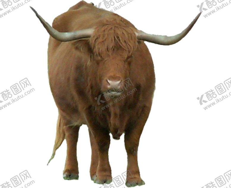 编号：46205010161740438976【酷图网】源文件下载-牦牛PNG高原牦牛牦牛队