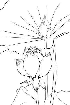 荷花